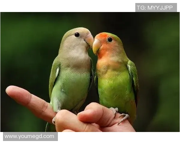 鹦鹉足球明星的名字盘点与介绍让我们一起了解这些绿羽球场英雄 鹦鹉足球明星的名字盘点与介绍让我们一起了解这些绿羽球场英雄